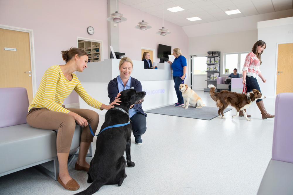 Pet,Dog,Owner,With,Nurse,In,Vet,Surgery,Waiting,Room