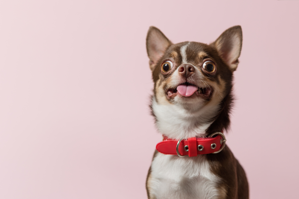 Cute,Brown,Mexican,Chihuahua,Dog,With,Tongue,Out,Isolated,On