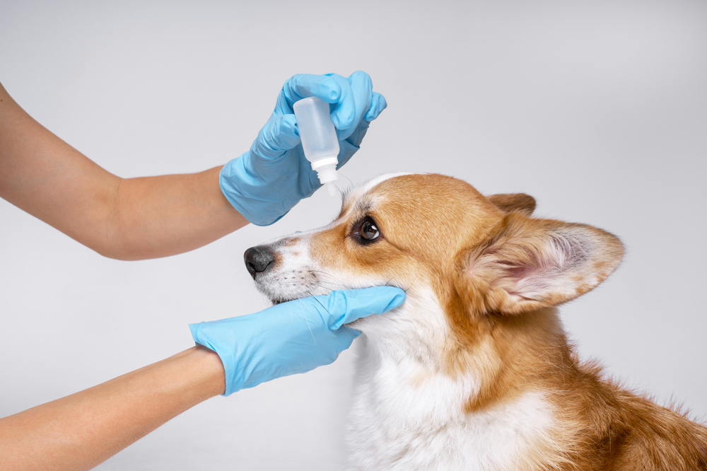 MSU Researcher Investigates Glaucoma Risk in Shiba Inu Dogs