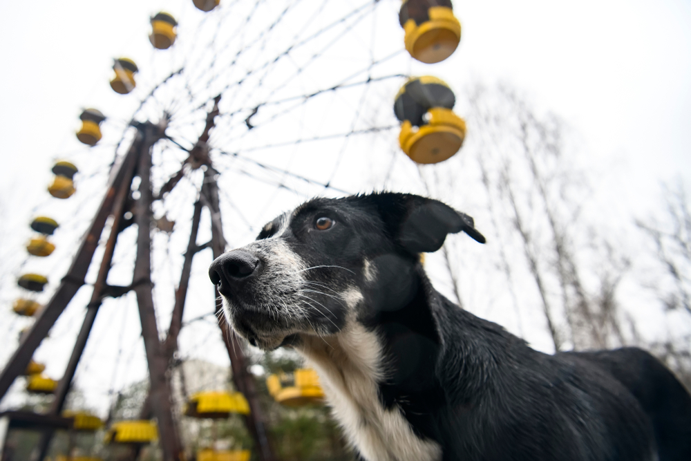 Caring For and Learning From the Dogs of Chornobyl