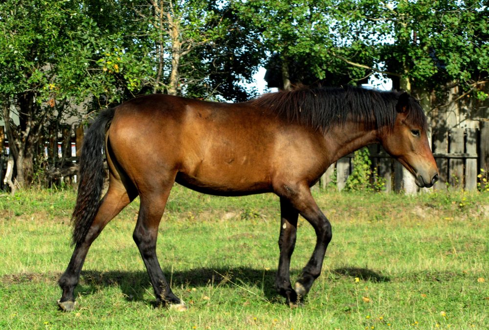 Beautiful,Brown,Horse,On,Green,Grass