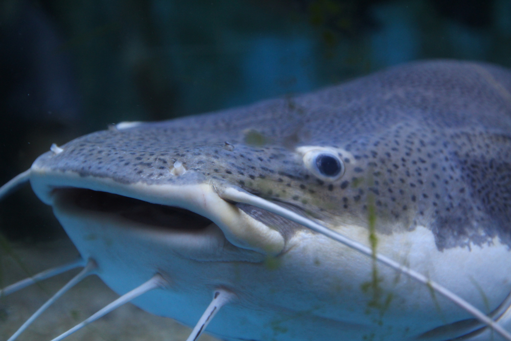 MAWS Act Would Fund Use of Invasive Blue Catfish in Pet Food, Animal Feed