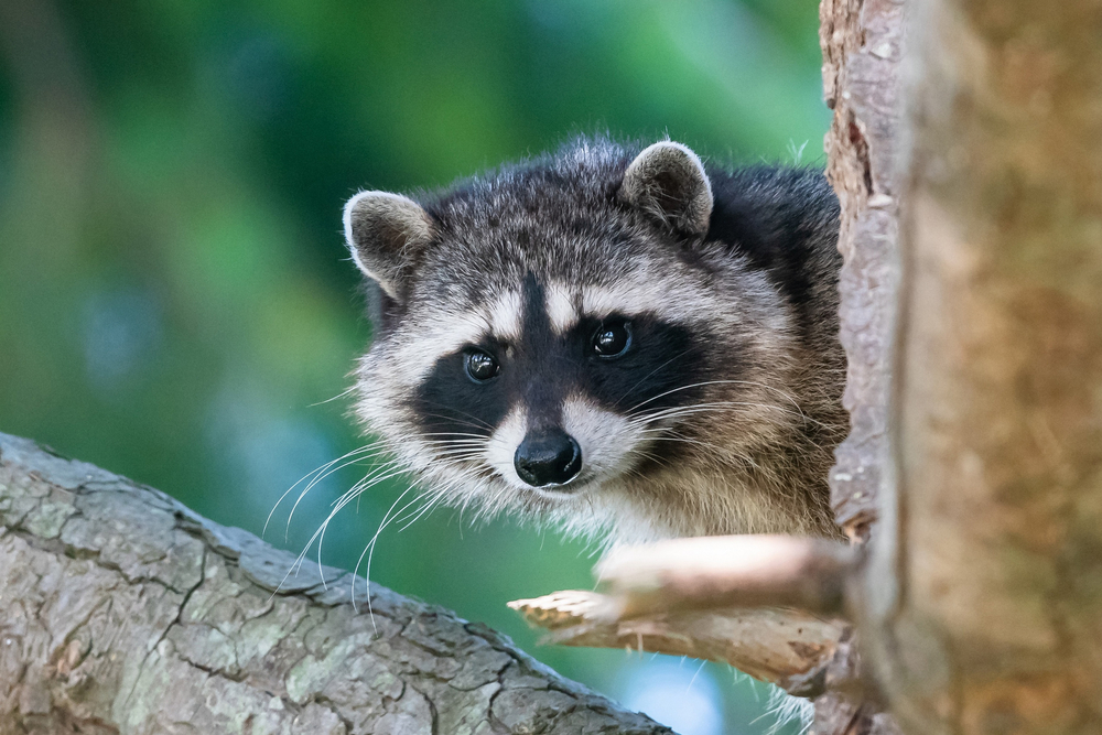 Cute,Raccoon,On,A,Tree,In,The,Forest.