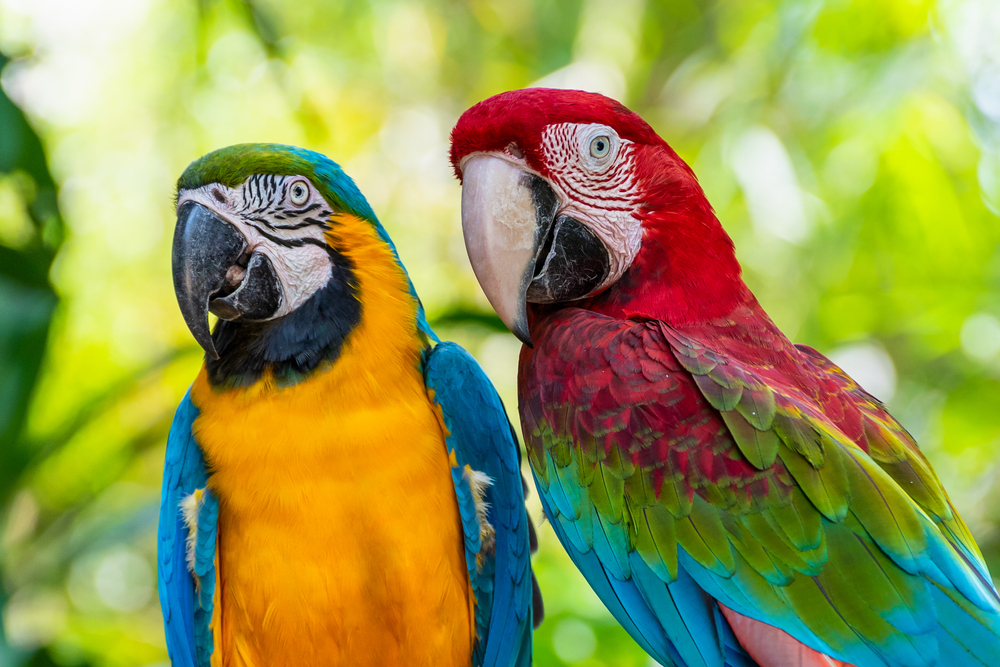 Blue,And,Gold,Macaw,Or,Ara,Ararauna,And,Green,Winged