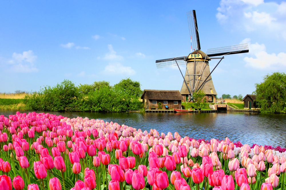 Traditional,Dutch,Windmill,Along,A,Canal,With,Pink,Tulip,Flowers