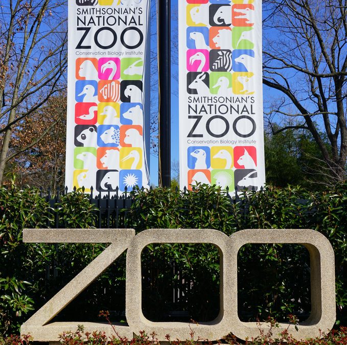 Inside a Komodo Dragon Vet Exam at the Smithsonian’s National Zoo