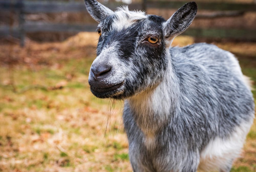 Black,And,White,Nigerian,Dwarf,Goat,In,A,Fenced,Meadow