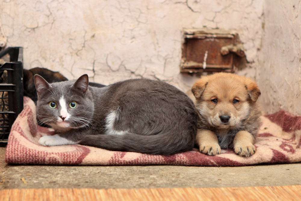 Philly Shelter Hopes Animal Lovers Will ‘Paw It Forward’ To Help Pet Owners Feed and Home Dogs and Cats