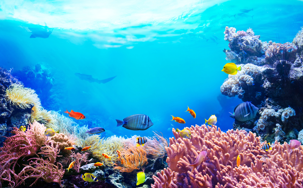 Aquatic Veterinarian Dr. Tim Miller-Morgan Helps Keep OSU’s Research Fish Healthy