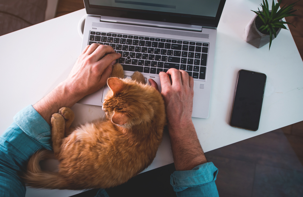 Man,Is,Typing,On,Laptop,With,Ginger,Cat,Sleeping,On