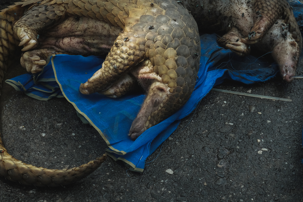 Indonesian,Officers,Examine,A,Pangolin,After,A,Recent,Raid,In
