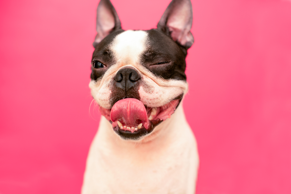 Dogs, like People, May Use Blinking to Bond