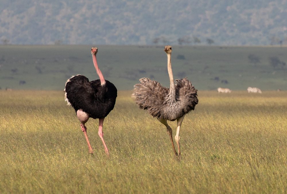 Why Do Ostriches Have Four Kneecaps If They Only Have Two Legs?
