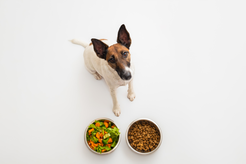 Iowa State University and Freshpet Collaborate on At-Home Study of Dogs and Their Bonds with Owners