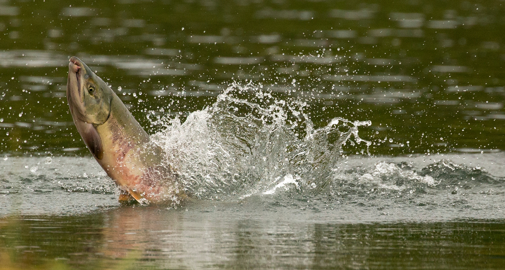 Coho,Salmon,,Oncorhynchus,Kisutch,,Aka,Silver,Salmon,,Alsaka,,United,States