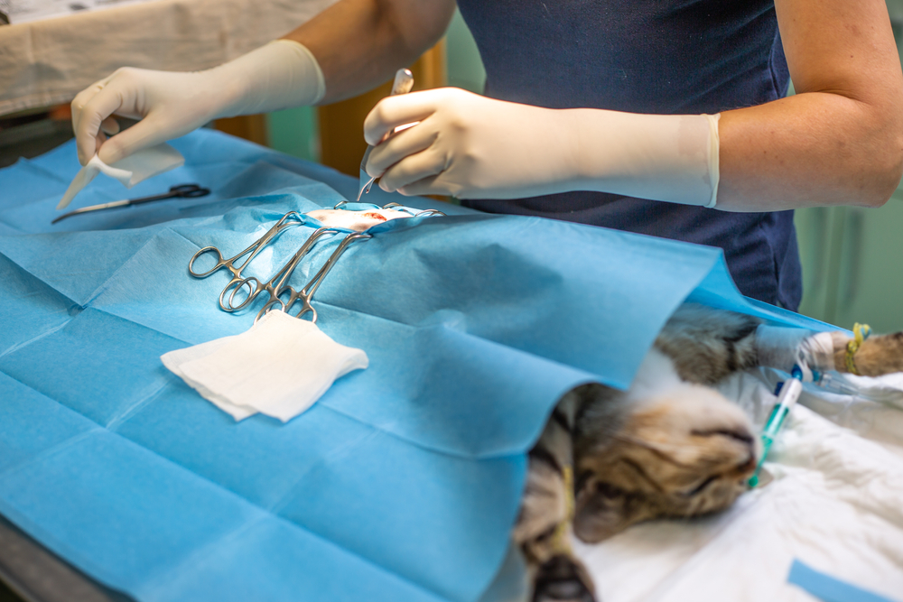 Low-Cost Neuter Campaign Aims to Address Cat Overpopulation