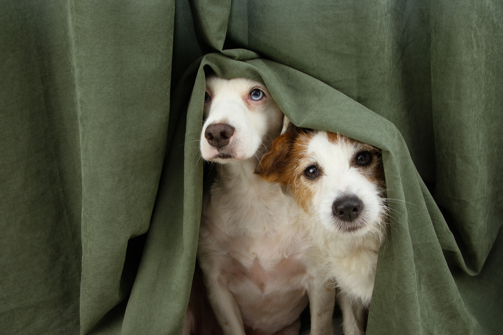 Two,Scared,Or,Afraid,Puppy,Dogs,Wrapped,With,A,Curtain.