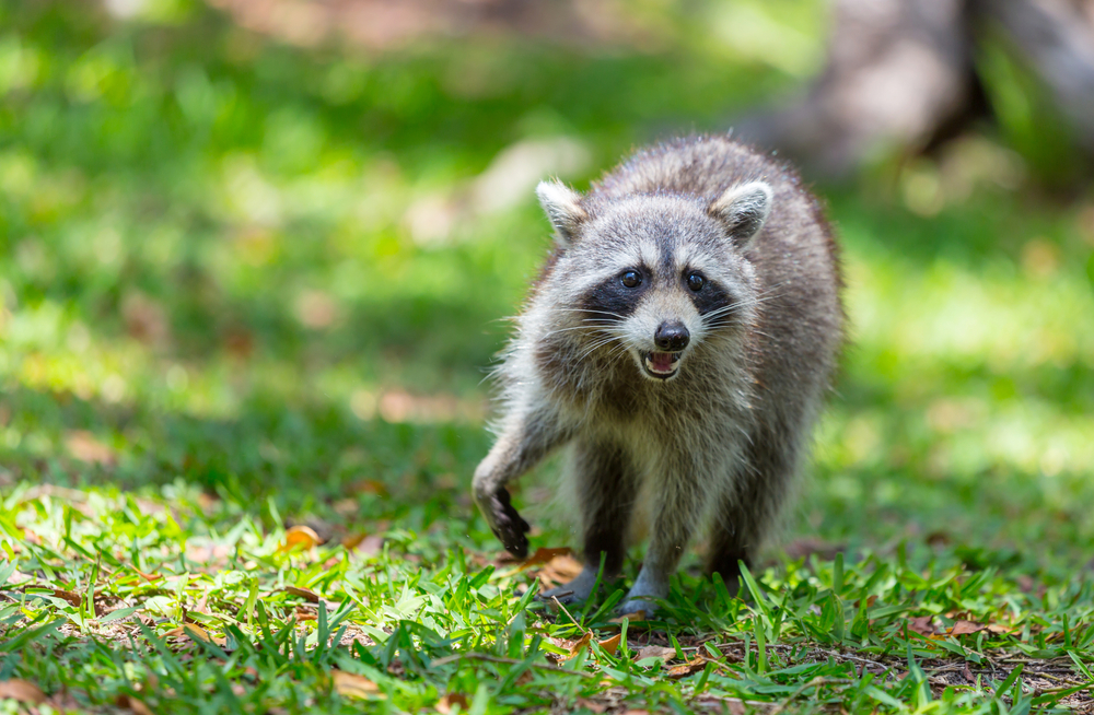Man Recalls Being Attacked by Apparent Rabid Raccoon: ‘I Could See These Bright Yellow Eyes’
