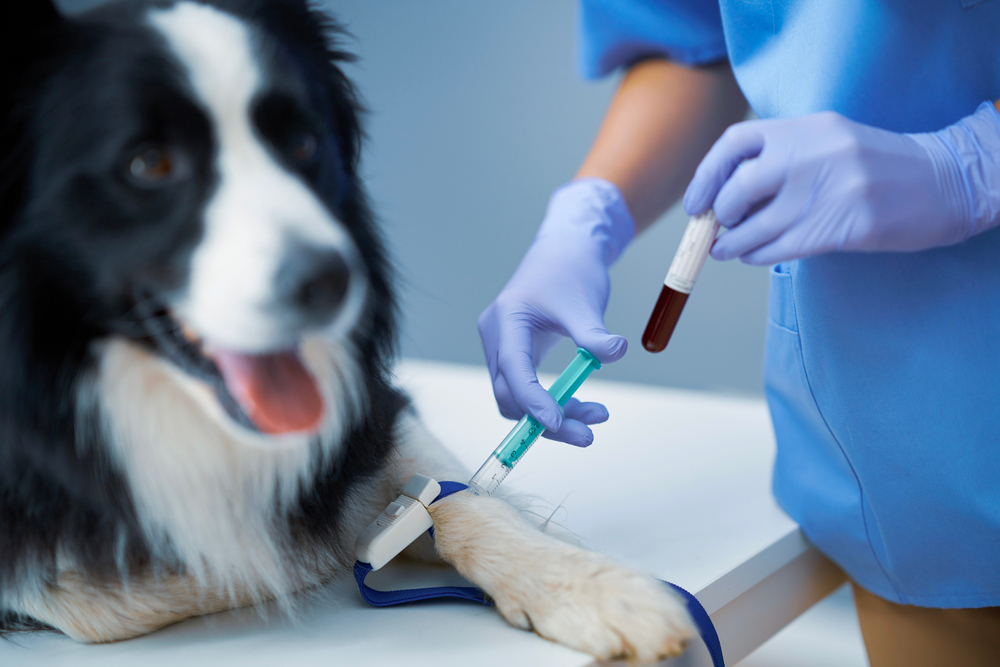The ABCs of Dog Blood Work: What Those Results Really Mean