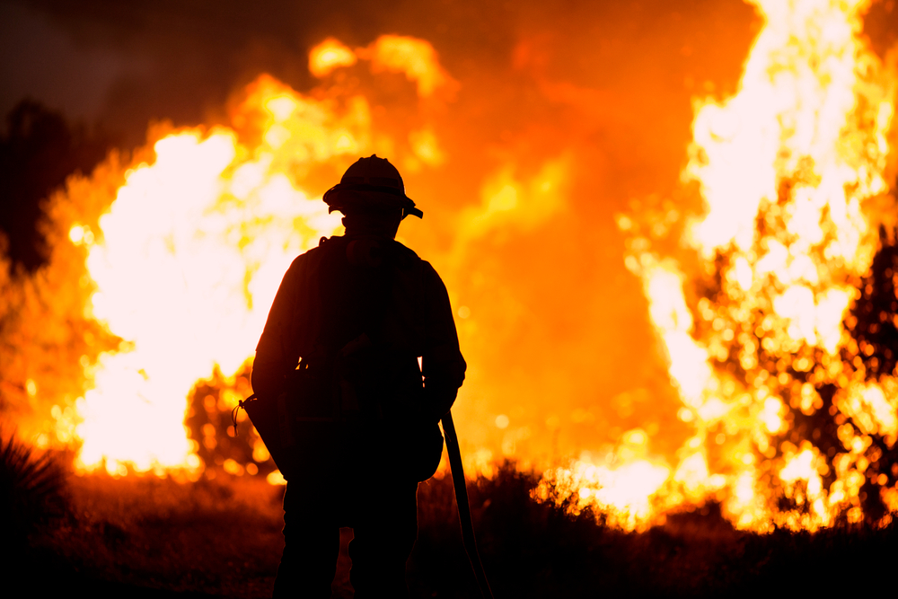 Animal Shelter Takes 300 Animals Amid LA Fires