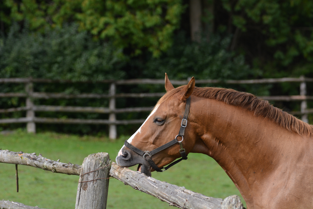 What’s New With Equine Cribbing Research?