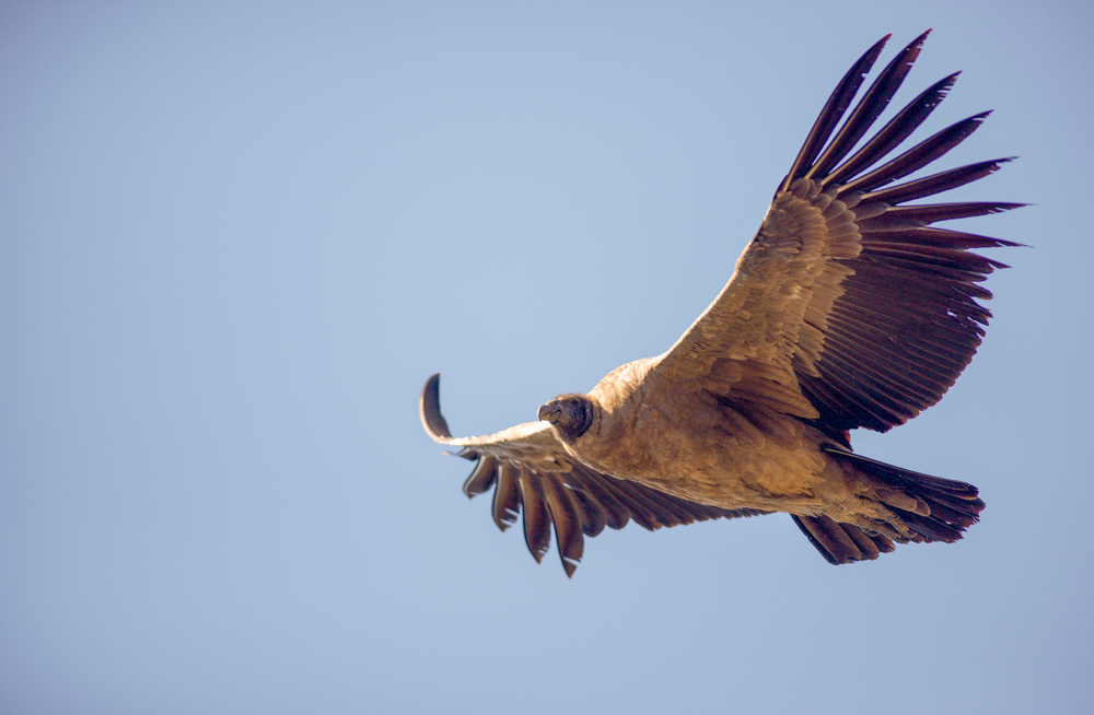 Andean,Condor,Flying,Over,The,Andes,Mountain,Rage.,South,America,