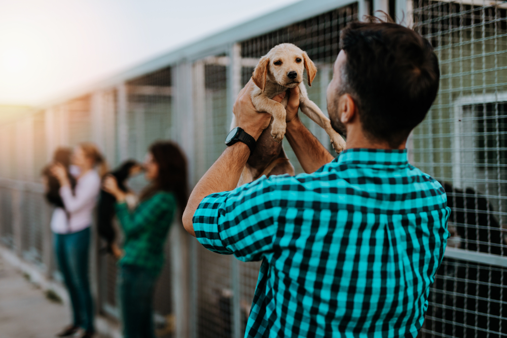 Hill’s Pet Nutrition Releases 2024 State of Shelter Pet Adoption Report