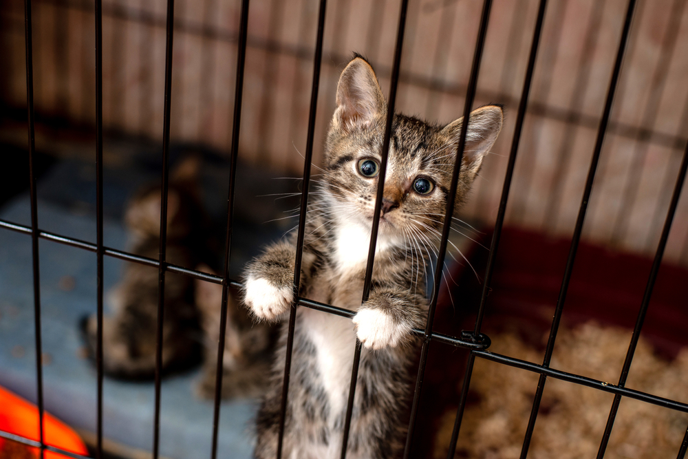 Little,Tabby,Cute,Kitten,In,The,Cage,In,Cat,Shelter.