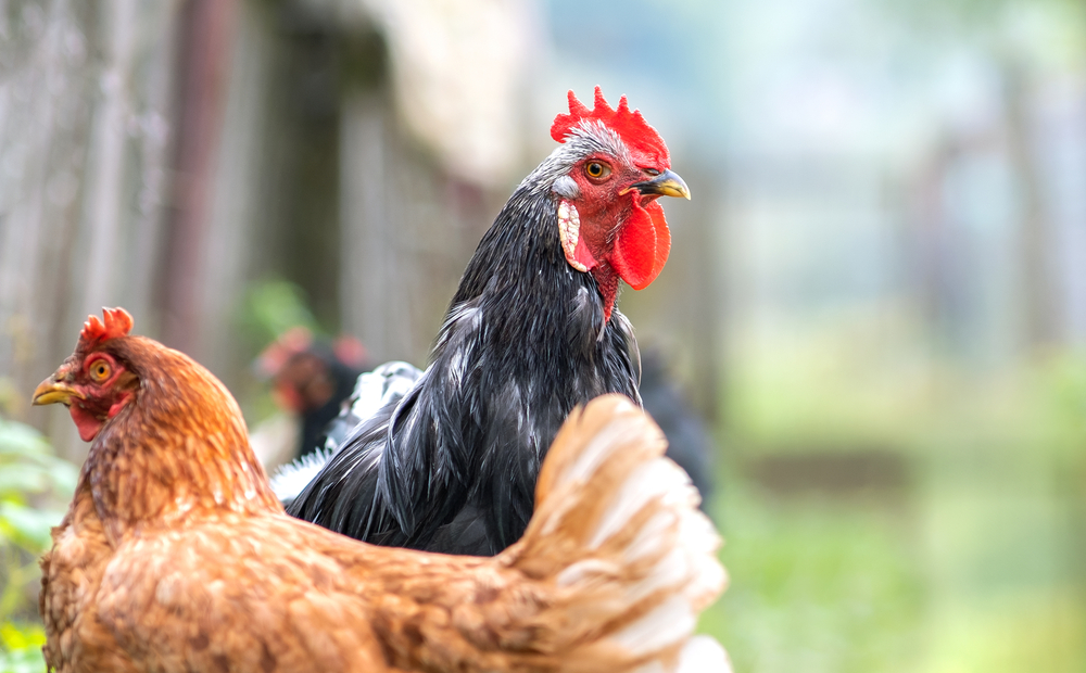 Hens,Feeding,On,Traditional,Rural,Barnyard.,Close,Up,Of,Chicken