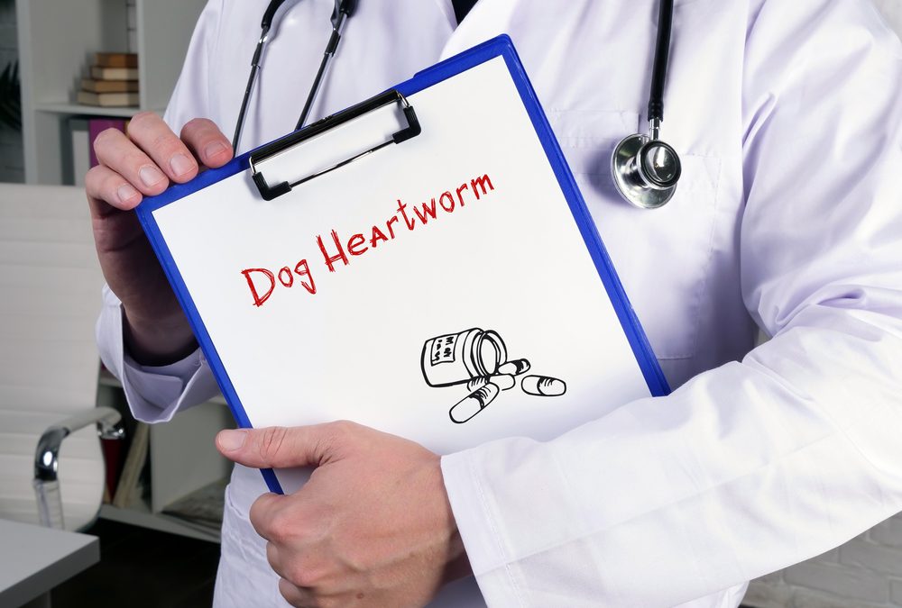 Medical,Concept,About,Dog,Heartworm,With,Phrase,On,The,Sheet.