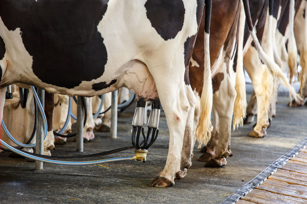 Cow,Milking,Facility,And,Mechanized,Milking,Equipment
