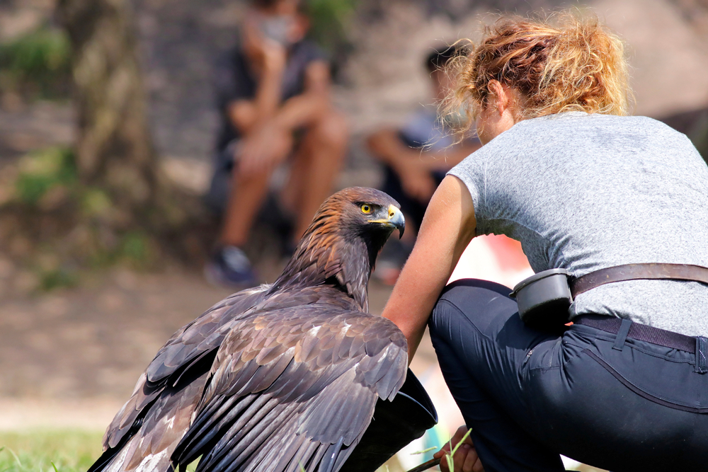 Cornell Hopes Plan for New Large-Bird Rehab Facility Takes Flight