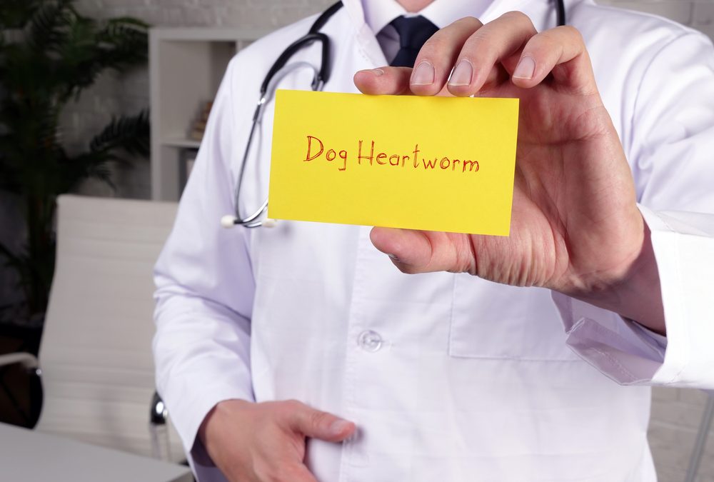 American Heartworm Society Releases New Heartworm Incidence Map