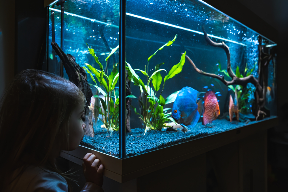 Pet Advocacy Network Submits Testimony Opposing Proposed Arizona Pet Fish Restrictions