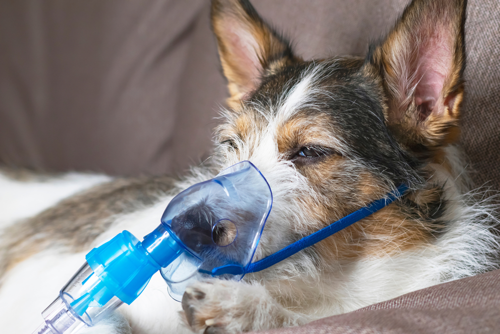 Pet Oxygen Mask Kits Donated to Blandford Fire Department