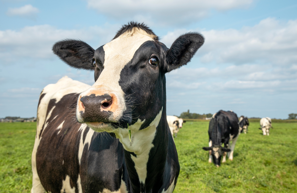 Study of Cow Tissues Provides Clues For Unusual Pattern of Bird Flu Infections In Dairy Cattle