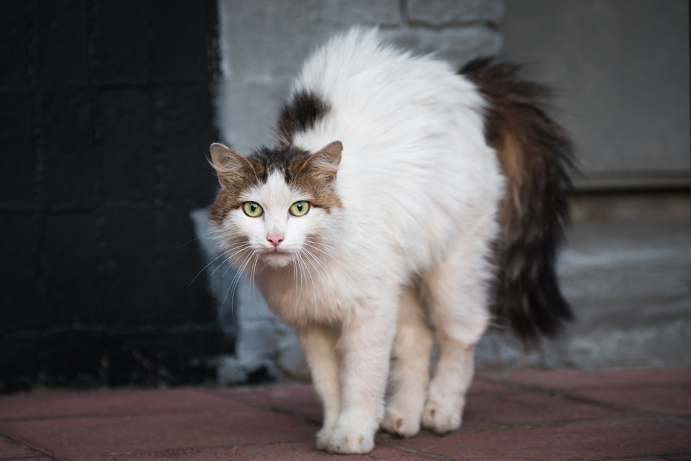 Stray,Long Haired,White,With,Black,Tail,Domestic,Cat,Standing,With