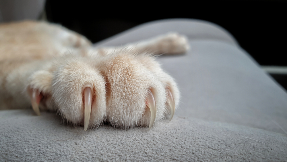 Cat Declawing is Now Illegal in Massachusetts