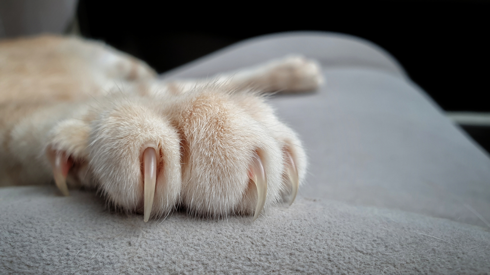 Cat's,Paws,With,Long,And,Sharp,Claws,On,Fabric,Sofa