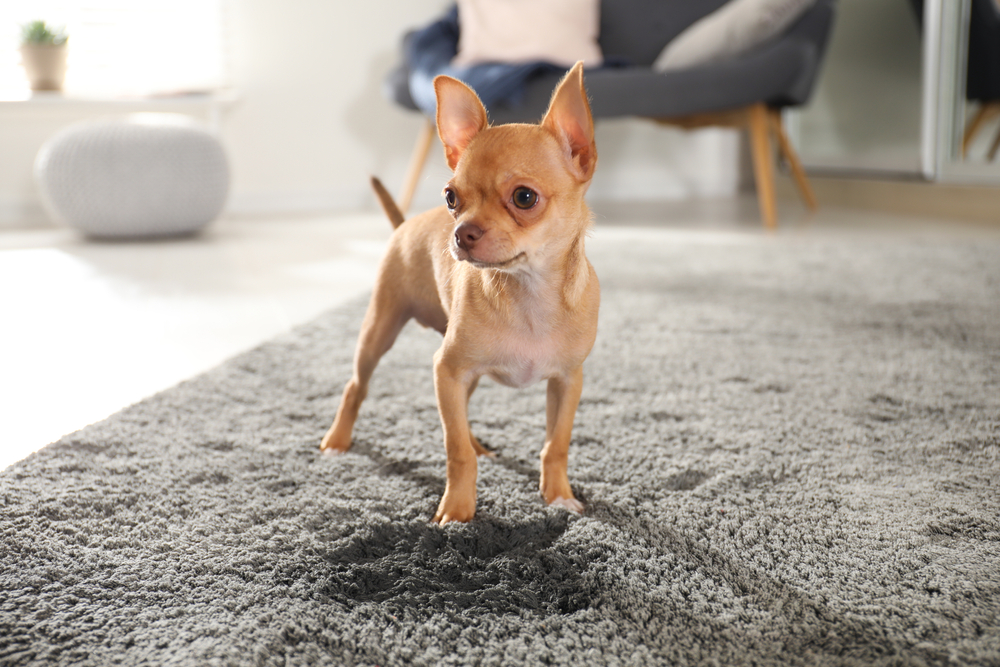 Chihuahuas Take Top Spot as America’s Most Popular Dog Breed, ‘Luna’ Leads Names for 2025