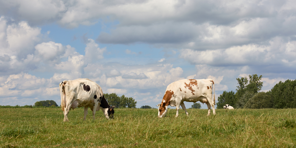 Rural Veterinary Task Force Marks Five Years of Progress