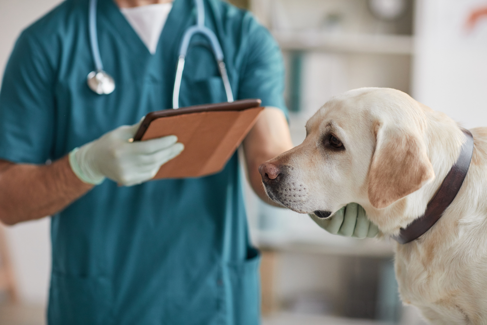 Dermatitis, Gastroenteritis Among Top Reasons For Veterinary Visits, Report Shows