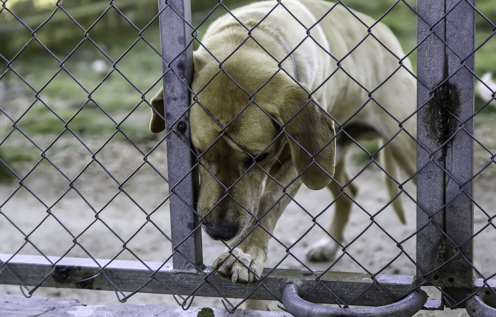 Florida Lawmakers Propose Bills Allowing Veterinarians to Report Suspected Cases of Animal Abuse