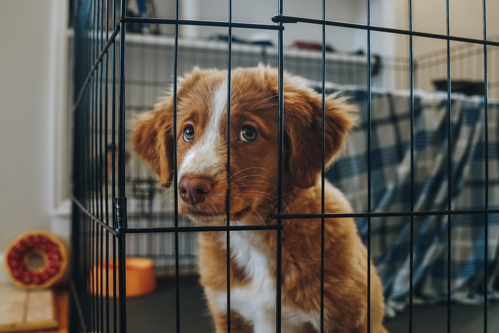 Kids Encouraged to Send Artwork to Veterinarian to Cheer Up Pets