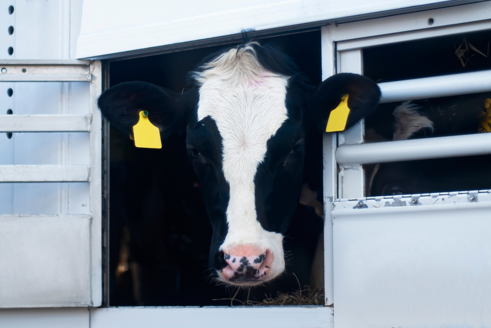 Portrait,Of,A,Cow,In,The,Animal,Transport,Van