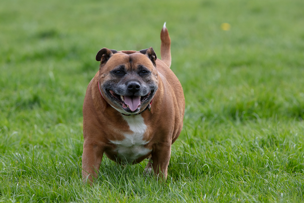 Texas A&M Study Reveals How Multiple Chronic Diseases Shorten Canine Lifespan