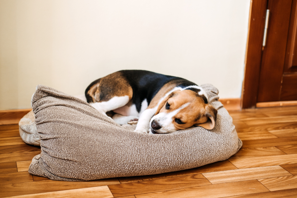 Puppy,Diseases,,Common,Illnesses,To,Watch,For,In,Puppies.,Sick