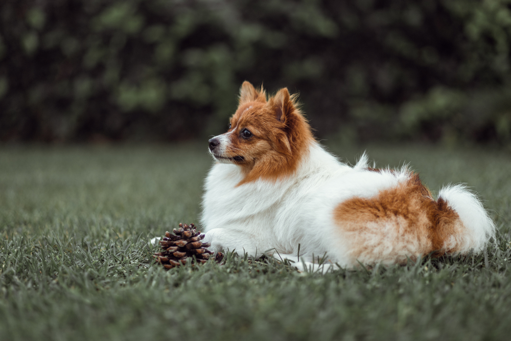 Icelandic Sheepdog, Breed Mentioned by Shakespeare, is a Pedigree at Last