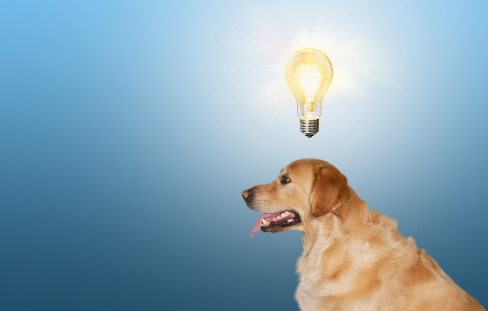 Smart,Dog,With,A,Light,Bulb,Over,Head.,Idea,Concept.