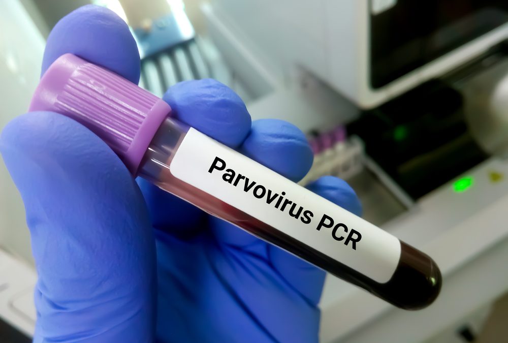 No New Parvo Cases Means Spokane County Animal Shelter May Reopen Adult Dog Adoptions Soon